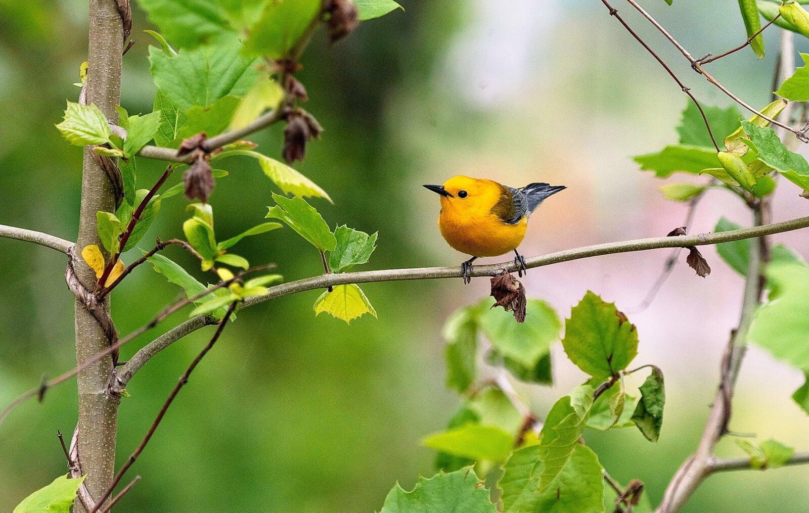 Prothonotary Warbler perched on a branch